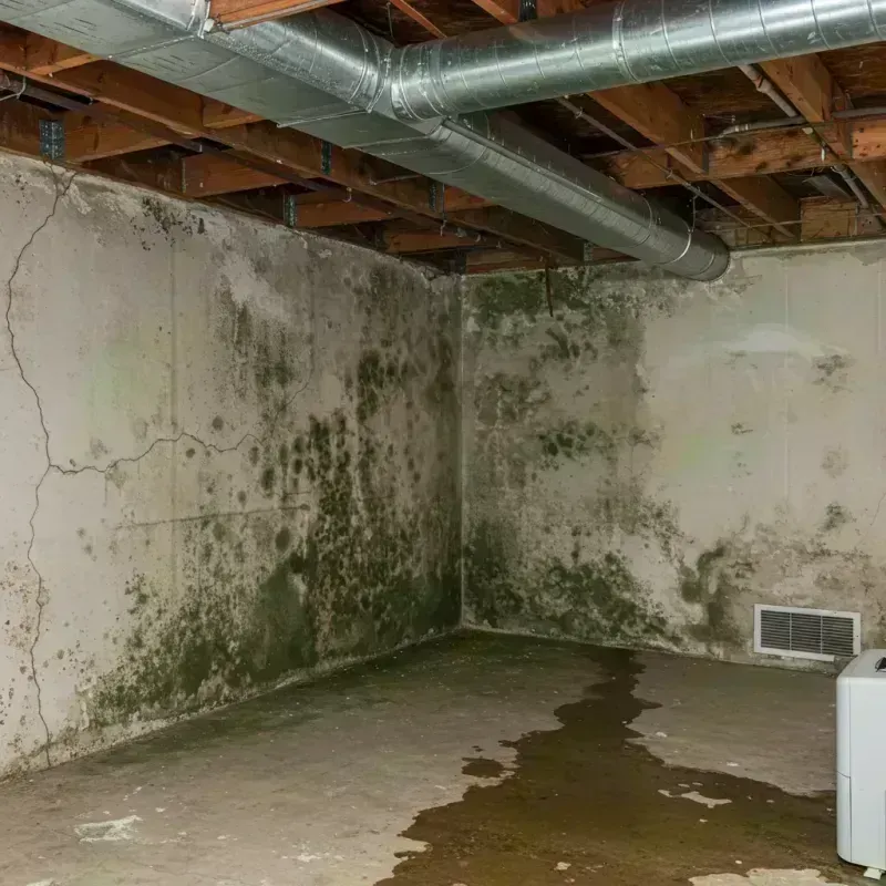 Professional Mold Removal in Sebree, KY